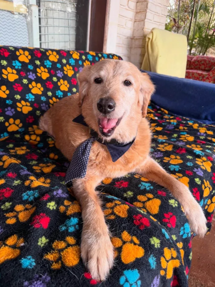 Cachorro ra a SRD-ViraLata idade 6 ou mais anos nome Bingo