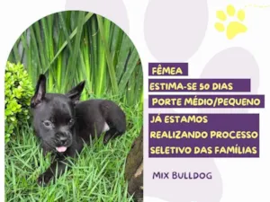 Cachorro raça Bulldog idade 2 a 6 meses nome Alexa