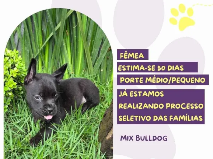 Cachorro ra a Bulldog idade 2 a 6 meses nome Alexa