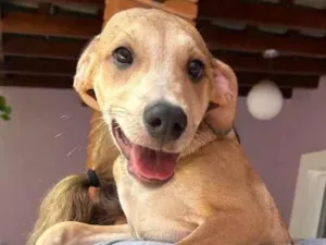 Cachorro raça SRD-ViraLata idade 2 a 6 meses nome Marquinho