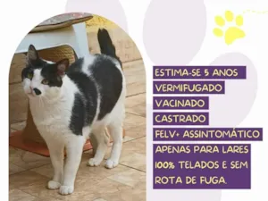 Gato raça SRD-ViraLata idade 5 anos nome Zac