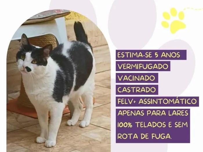 Gato ra a SRD-ViraLata idade 5 anos nome Zac