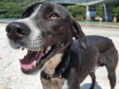 Cachorro raça SRD-ViraLata idade 1 ano nome Bradock