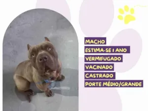 Cachorro raça Pit-Bull idade 1 ano nome Capitão 