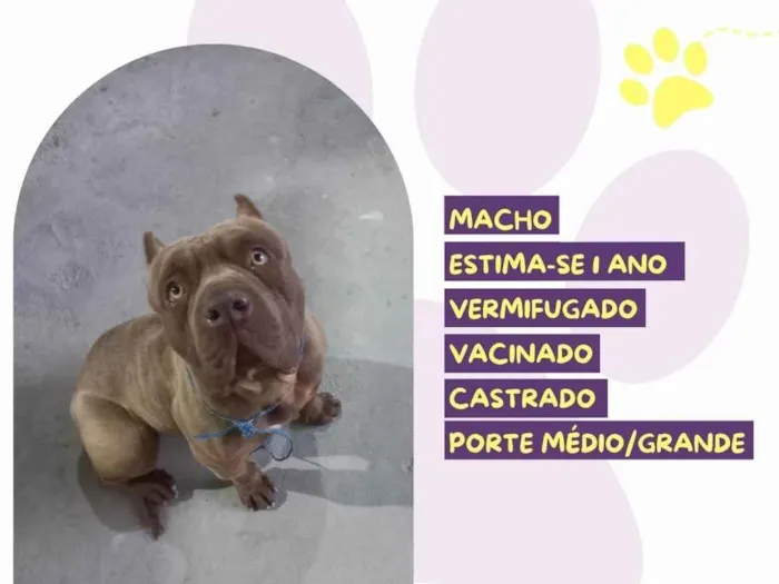 Cachorro ra a Pit-Bull idade 1 ano nome Capitão 