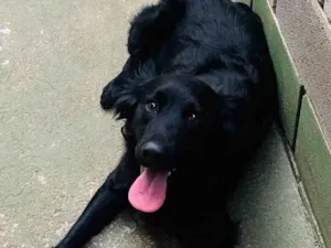 Cachorro raça SRD-ViraLata idade 1 ano nome Niko