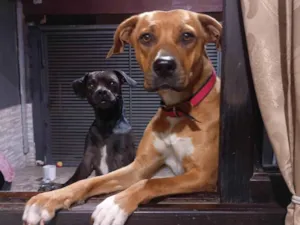 Cachorro raça SRD-ViraLata idade 2 anos nome Enola