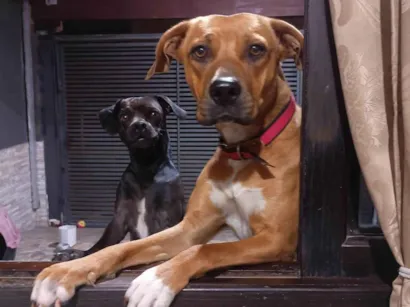 Cachorro raça SRD-ViraLata idade 2 anos nome Enola