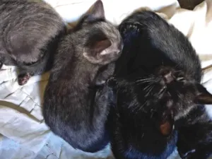 Gato raça SRD-ViraLata idade 2 a 6 meses nome RENATA RODRIGUES