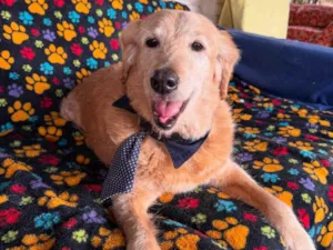 Cachorro raça SRD-ViraLata idade 6 ou mais anos nome Bingo