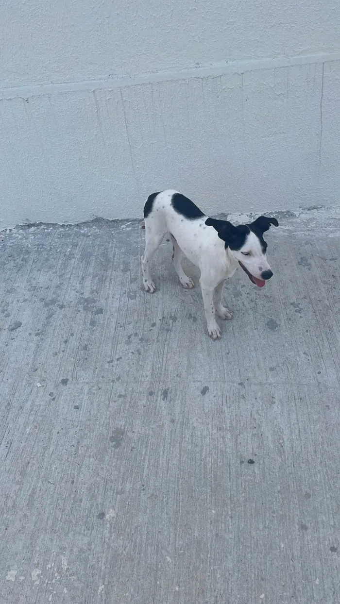 Cachorro ra a SRD-ViraLata idade 2 a 6 meses nome Branquelo