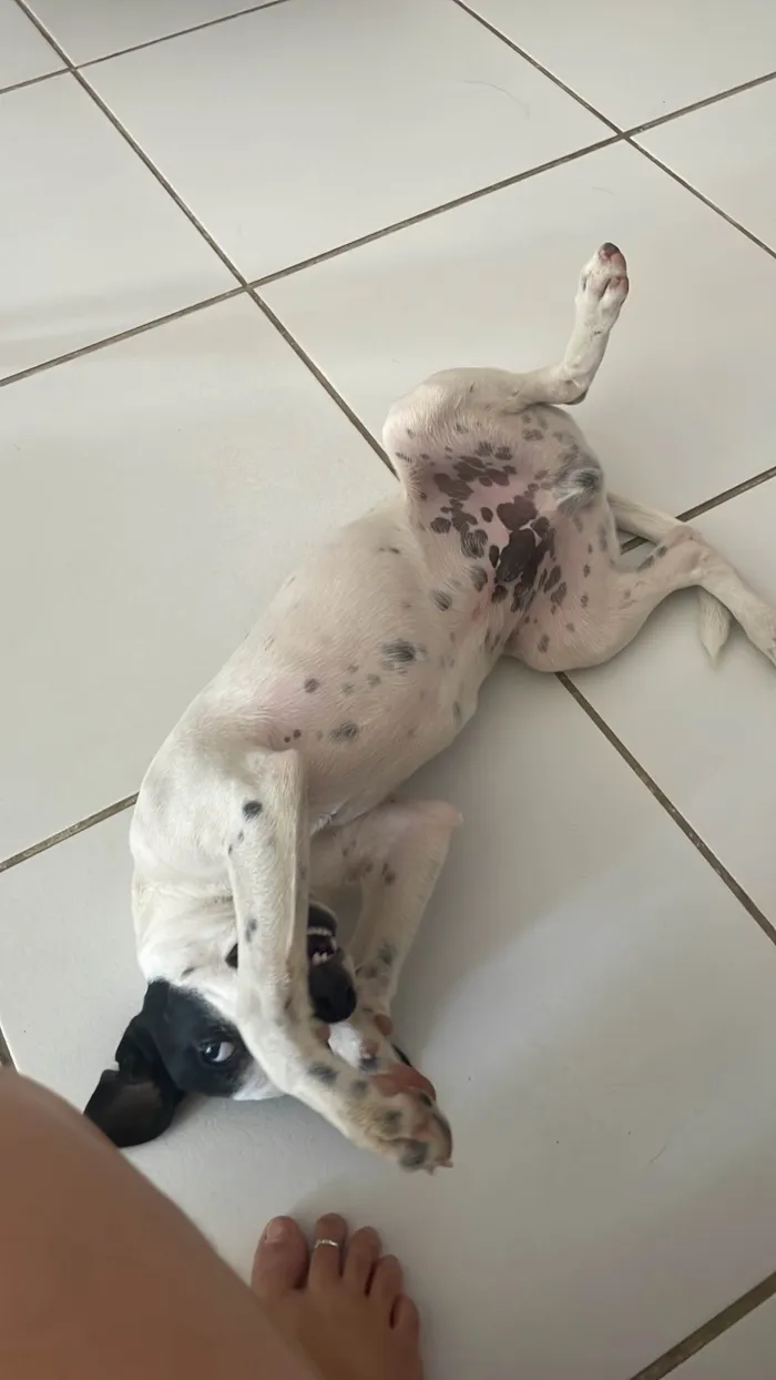 Cachorro ra a SRD-ViraLata idade 2 a 6 meses nome Branquelo