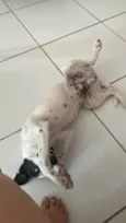Branquelo