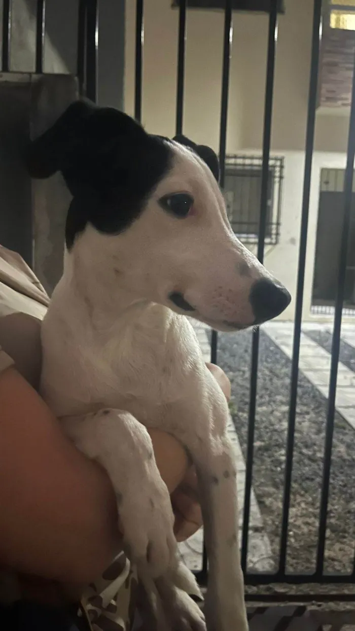Cachorro ra a SRD-ViraLata idade 2 a 6 meses nome Branquelo