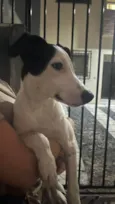 Branquelo