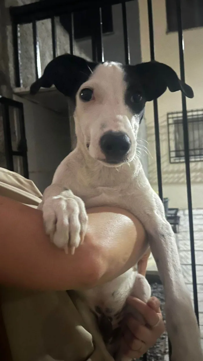 Cachorro ra a SRD-ViraLata idade 2 a 6 meses nome Branquelo