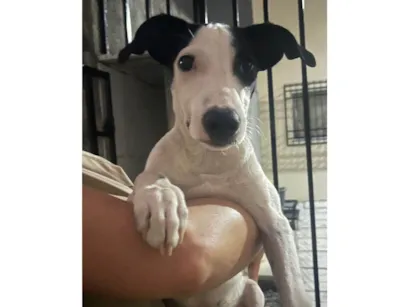 Cachorro raça SRD-ViraLata idade 2 a 6 meses nome Branquelo