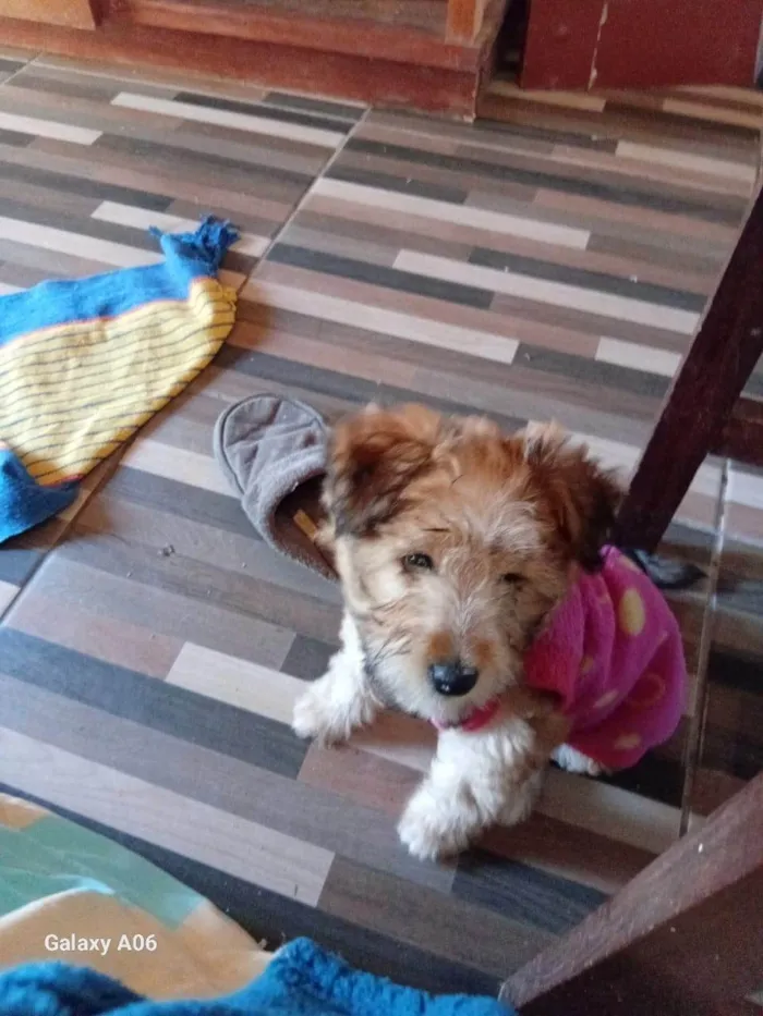 Cachorro ra a SRD-ViraLata idade 2 a 6 meses nome Dandara