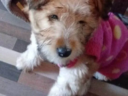 Cachorro ra a SRD-ViraLata idade 2 a 6 meses nome Dandara