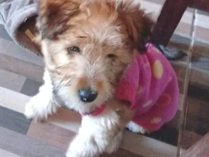 Cachorro raça SRD-ViraLata idade 2 a 6 meses nome Dandara