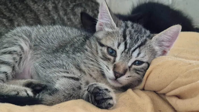 Gato ra a SRD-ViraLata idade 2 a 6 meses nome Dinho