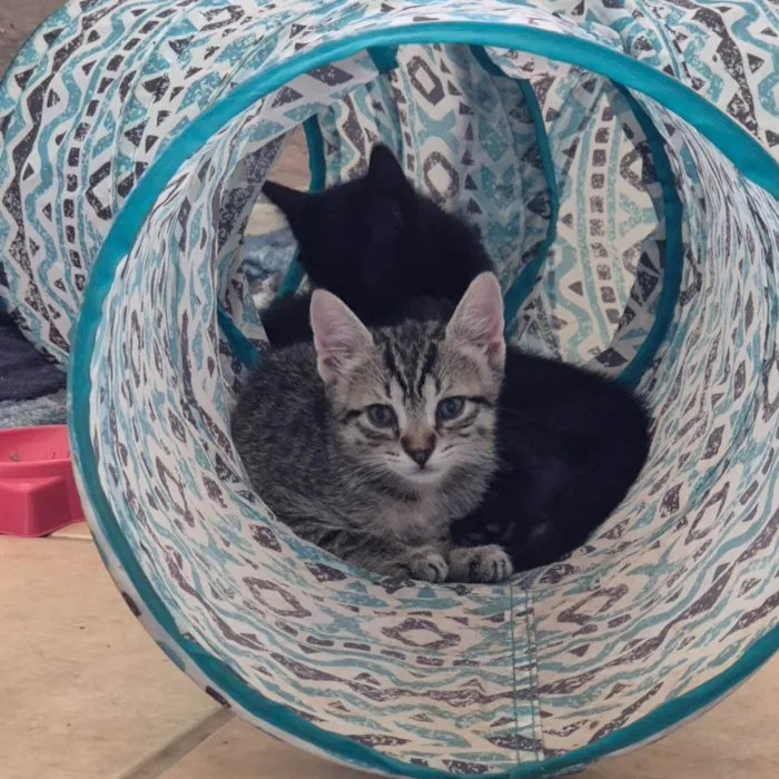 Gato ra a SRD-ViraLata idade 2 a 6 meses nome Dinho