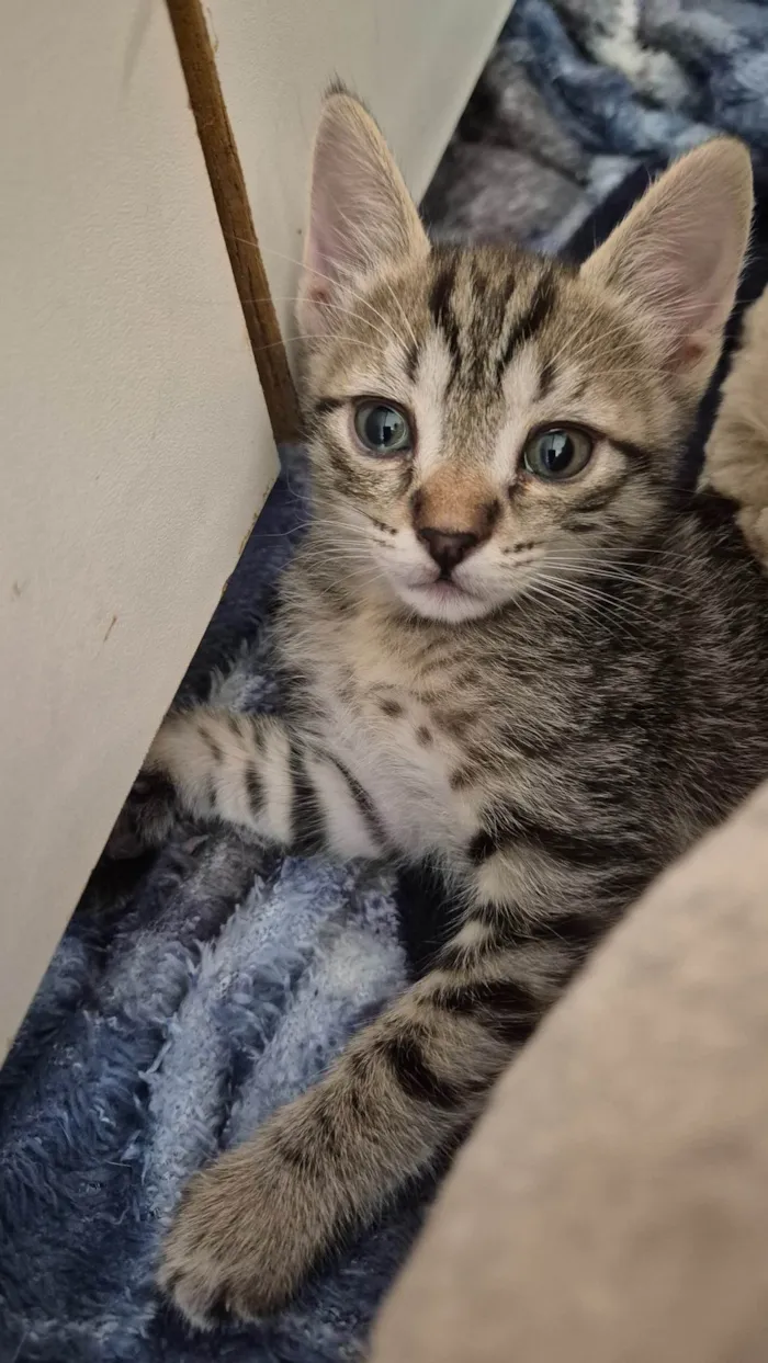 Gato ra a SRD-ViraLata idade 2 a 6 meses nome Dinho