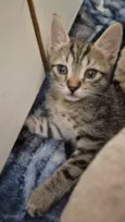 Dinho