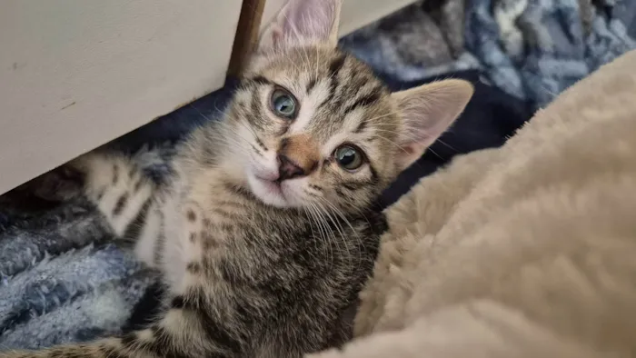 Gato ra a SRD-ViraLata idade 2 a 6 meses nome Dinho