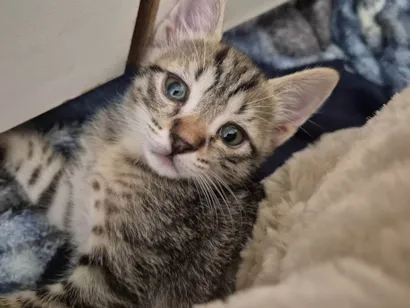 Gato raça SRD-ViraLata idade 2 a 6 meses nome Dinho