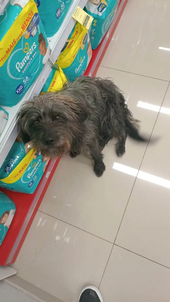 Cachorro ra a SRD-ViraLata idade 1 ano nome Sem nome