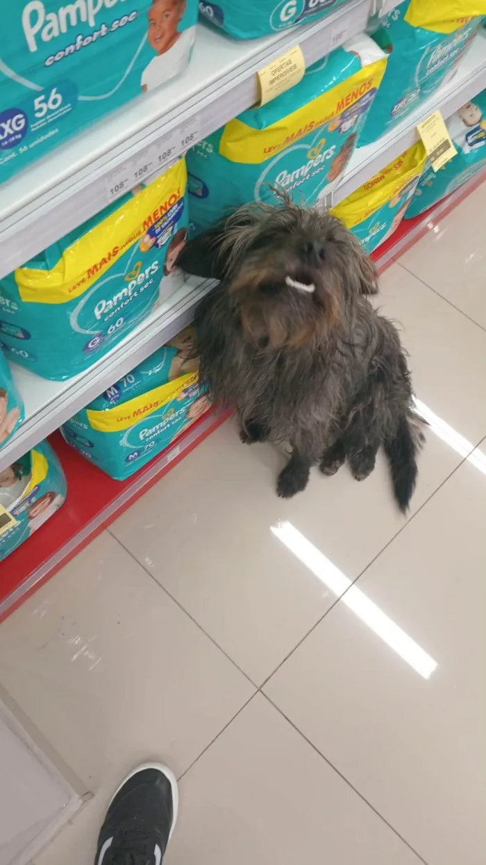 Cachorro ra a SRD-ViraLata idade 1 ano nome Sem nome