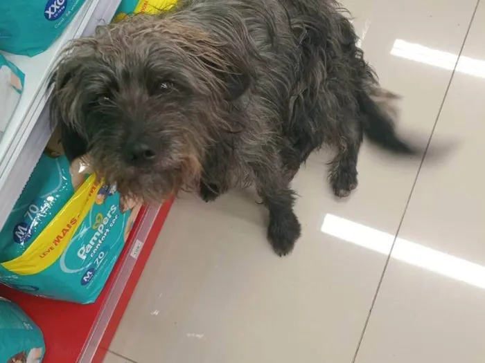 Cachorro ra a SRD-ViraLata idade 1 ano nome Sem nome