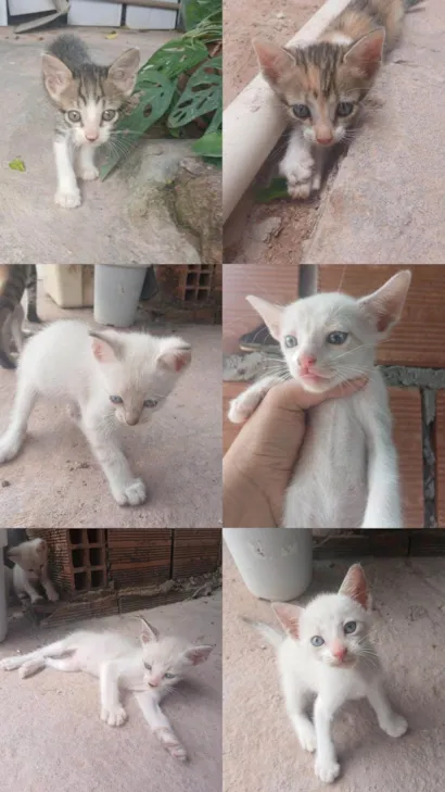 Gato raça SRD-ViraLata idade Abaixo de 2 meses nome Os Miaus 