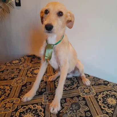 Cachorro raça SRD-ViraLata idade 1 ano nome Não tem nome 