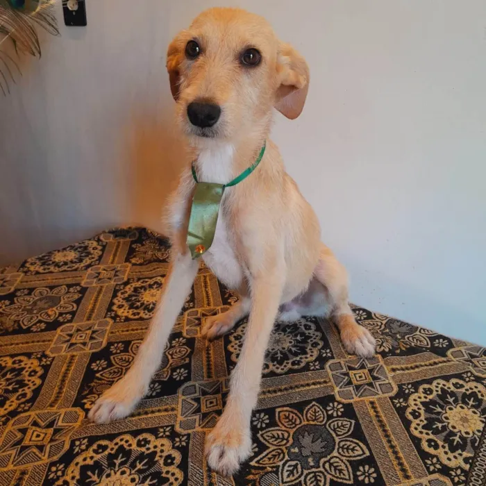 Cachorro ra a SRD-ViraLata idade 1 ano nome Não tem nome 