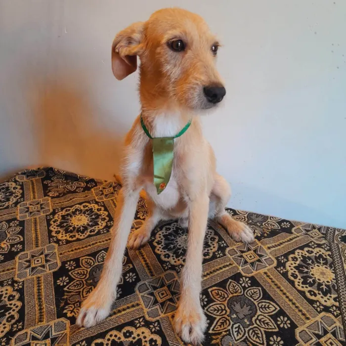 Cachorro ra a SRD-ViraLata idade 1 ano nome Não tem nome 