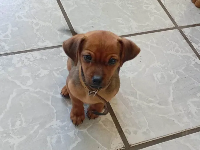 Cachorro ra a SRD-ViraLata idade 2 a 6 meses nome Beijamin 