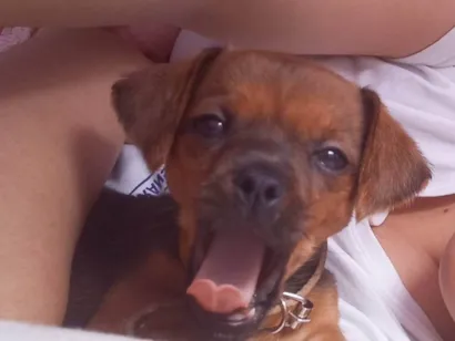 Cachorro raça SRD-ViraLata idade 2 a 6 meses nome Beijamin 