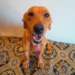 Cachorro raça SRD-ViraLata idade 2 anos nome Mel