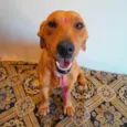 Mel