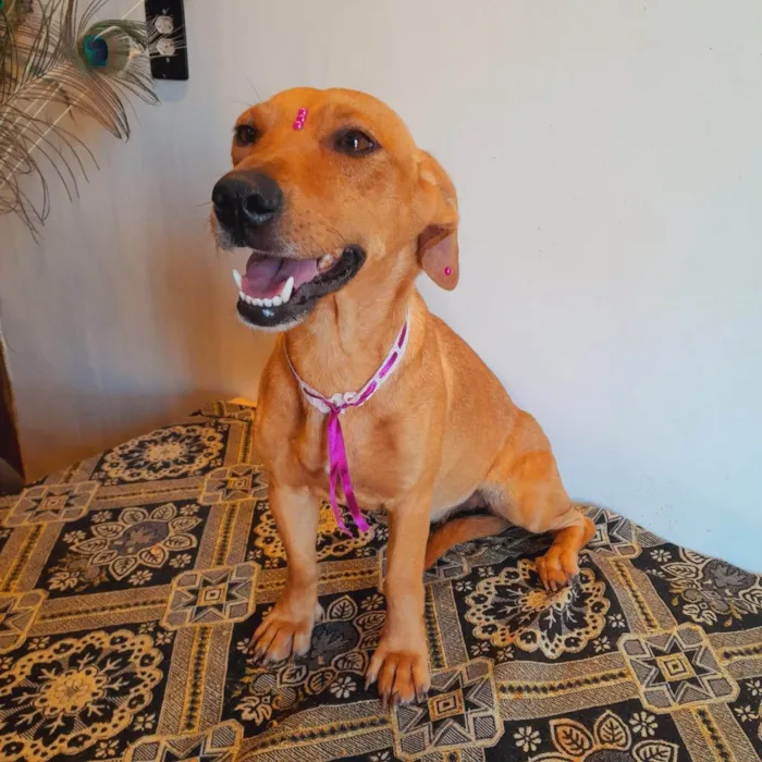 Cachorro ra a SRD-ViraLata idade 2 anos nome Mel