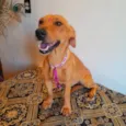 Mel