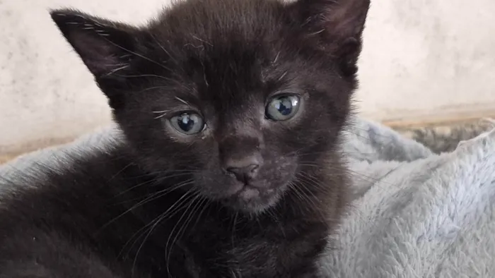 Gato ra a SRD-ViraLata idade 2 a 6 meses nome Tica