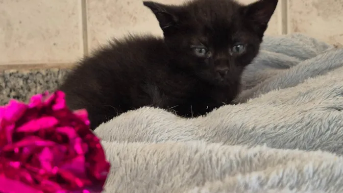 Gato ra a SRD-ViraLata idade 2 a 6 meses nome Tica