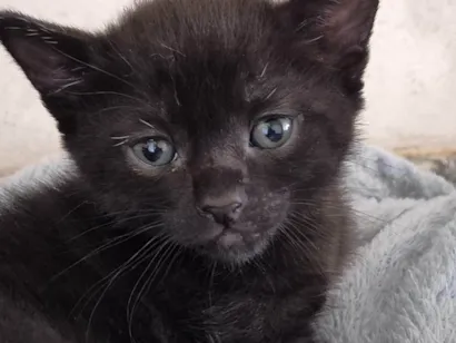 Gato raça SRD-ViraLata idade 2 a 6 meses nome Tica