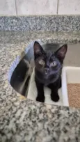 Tico