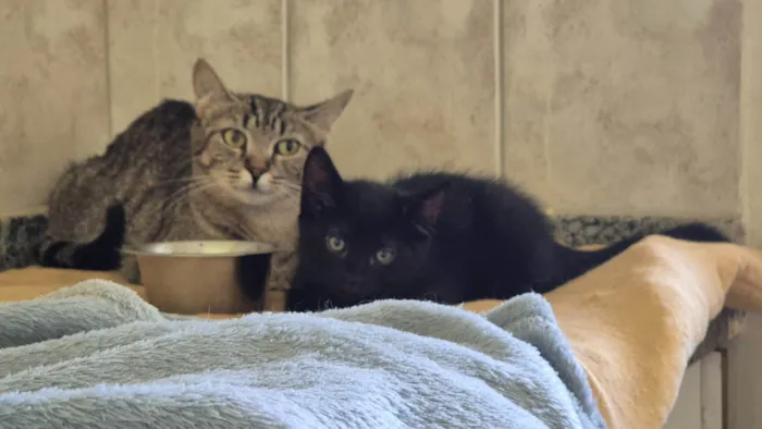 Gato ra a SRD-ViraLata idade 2 a 6 meses nome Tico