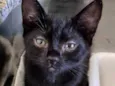 Tico