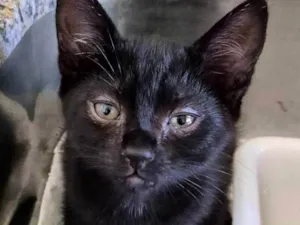 Gato raça SRD-ViraLata idade 2 a 6 meses nome Tico